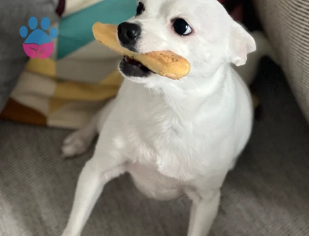 5 yaşında şivava köpeğimi bebeğimden dolayı sahiplenmek istiyorum - 10053 - Görsel 3