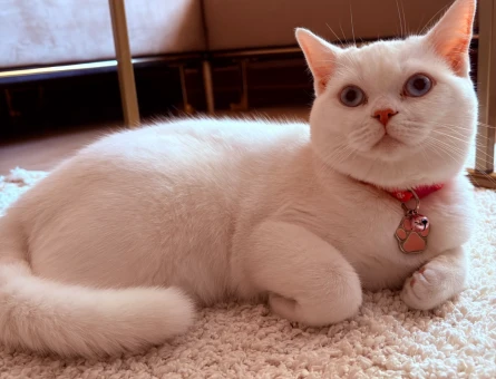 British Shorthair Dişi 1 Yaşında - 10055