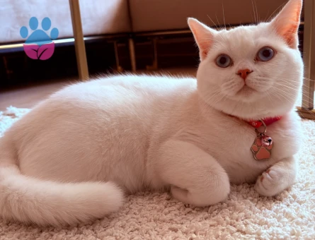 British Shorthair Dişi 1 Yaşında - 10055 - Görsel 3
