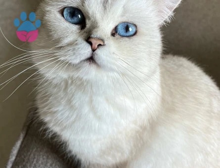 Safkan British shorthair kızımıza sıcak bir yuva arıyoruz - 10056 - Görsel 2