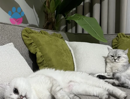 Safkan British shorthair kızımıza sıcak bir yuva arıyoruz - 10056 - Görsel 3