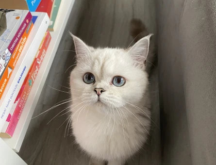 Saf British Silver point