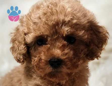 Veteriner teknikerinden toy poodle