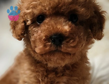 Veteriner teknikerinden toy poodle