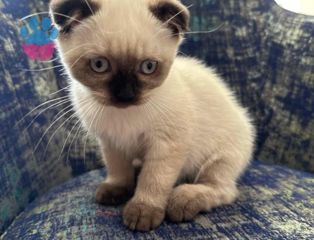 Scotish fold blue point