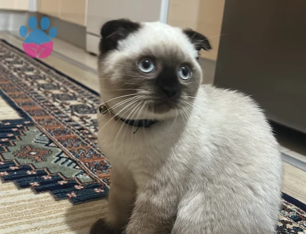 Scotish fold blue point