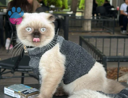 Scotish fold blue point