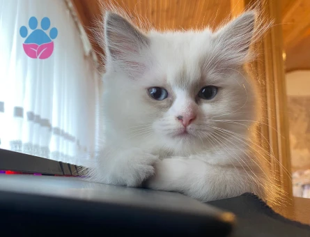 Safkan Ragdoll Yavrusu