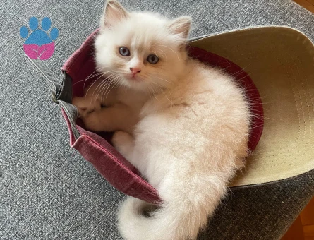 Safkan Ragdoll Yavrusu