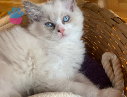 Safkan Ragdoll Yavrusu