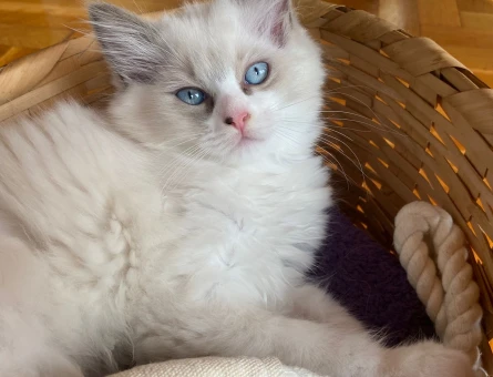 Safkan Ragdoll Yavrusu