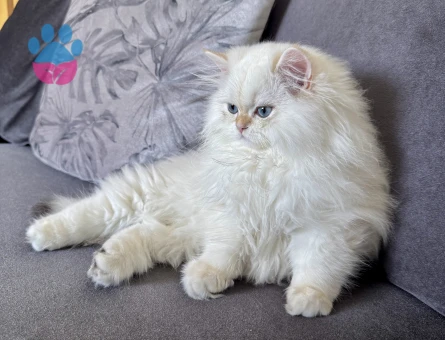 saf kanli British long hair erkek yavru kedi