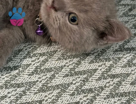 🐾3 Tane  2 Yaşında British Shorthair Kedilerime Ömürlük Yuva Aranıyor