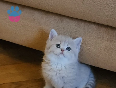 Muhteşem güzellikte Golden yavrular.