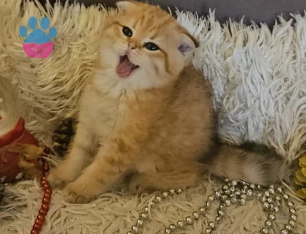 Muhteşem güzellikte Golden yavrular.