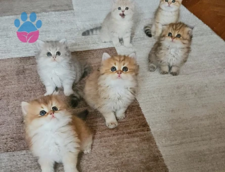 Muhteşem güzellikte Golden yavrular.