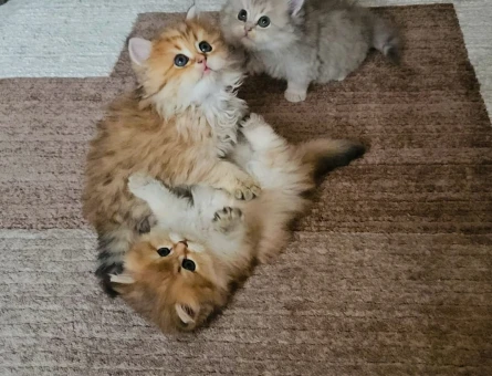 Muhteşem güzellikte Golden yavrular.