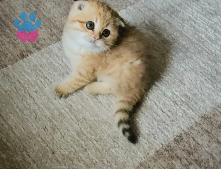 Muhteşem güzellikte Golden yavrular.