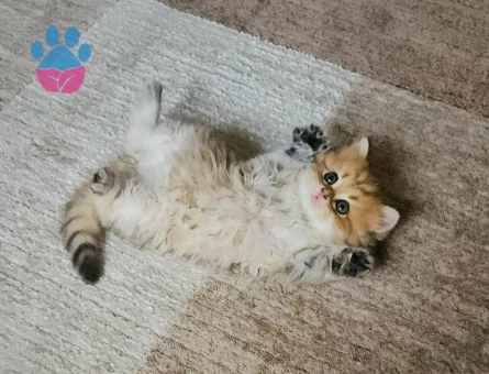 Muhteşem güzellikte Golden yavrular.