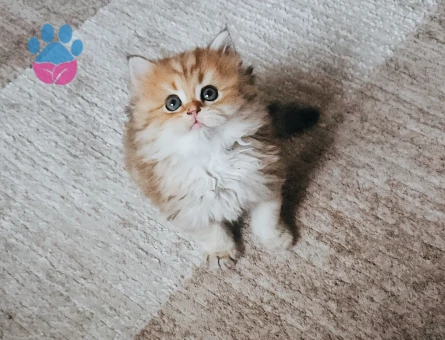 Muhteşem güzellikte Golden yavrular.