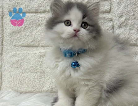 Nadir Bulunan British Longhair Bicolor Erkek
