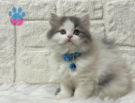 Nadir Bulunan British Longhair Bicolor Erkek