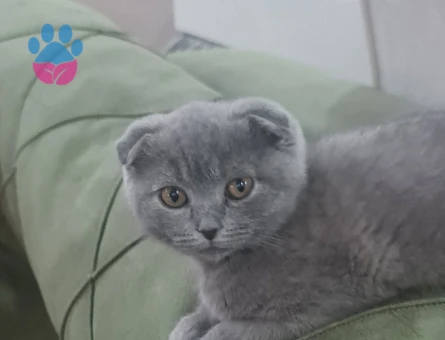 Scottish Fold 3 Aylık Dişi
