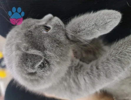 Scottish Fold 3 Aylık Dişi