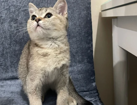 Golden Shaded Irkı Erkek Yavrumuz🌸