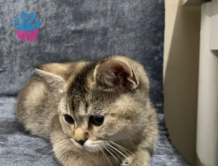 Golden Shaded Irkı Erkek Yavrumuz🌸