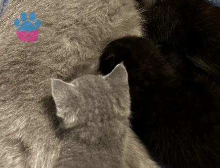 45 günlük Scottish Fold ve British