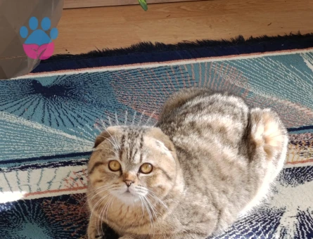 (Ücretsiz)Baykuş kafa yeni sahiplerini ariyor