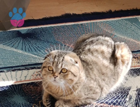 (Ücretsiz)Baykuş kafa yeni sahiplerini ariyor