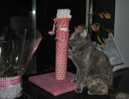 British Longhair 2 Yaşında Yuva Arıyor