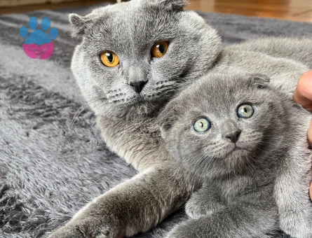 SCOTİSH FOLD ERKEK 2 AYLIK