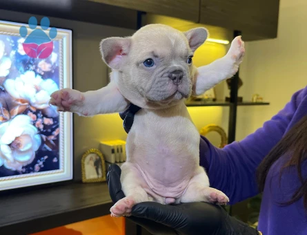 EGZOTİK FRENCH BULLDOG YAVRULARIM HARİKA RENKLER VE ANATOMİ