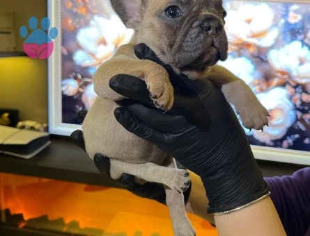 EGZOTİK FRENCH BULLDOG YAVRULARIM HARİKA RENKLER VE ANATOMİ
