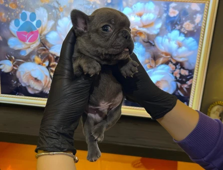 EGZOTİK FRENCH BULLDOG YAVRULARIM HARİKA RENKLER VE ANATOMİ
