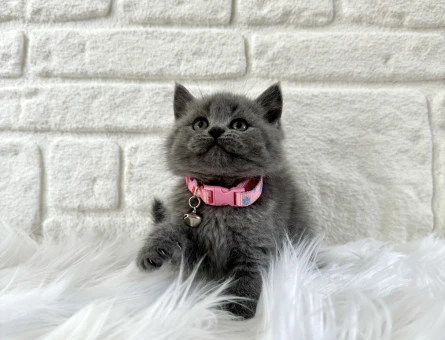 British Shorthair Gri Güzel kızımız