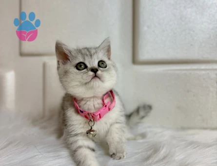 British Shorthair Nadi Bulunan Silver Dişi