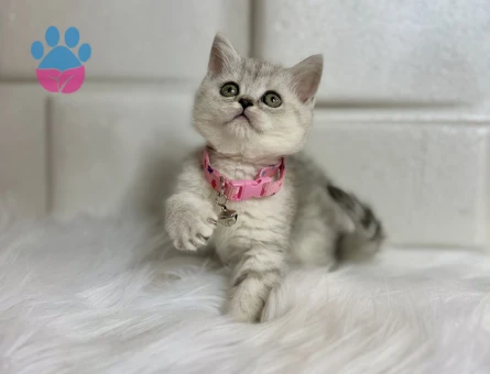 British Shorthair Nadi Bulunan Silver Dişi
