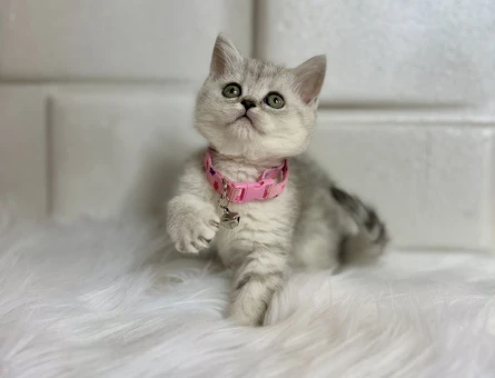 British Shorthair Nadi Bulunan Silver Dişi