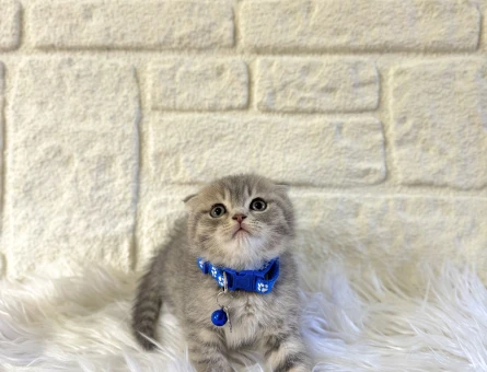 Scottish Fold Afacan Top Kafa Silver Oğlumuz
