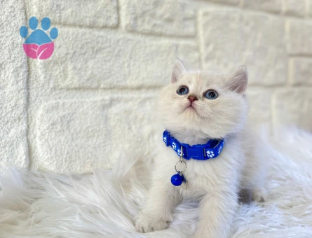 British Shorthair Point Küçük Prens 2 Aylık