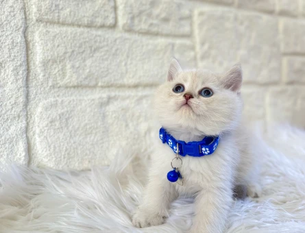 British Shorthair Point Küçük Prens 2 Aylık
