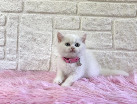 British Shorthair Beyaz Kuğu Mavi Gözlü