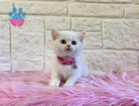 British Shorthair Beyaz Kuğu Mavi Gözlü