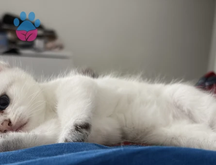 British shorthair yavrular