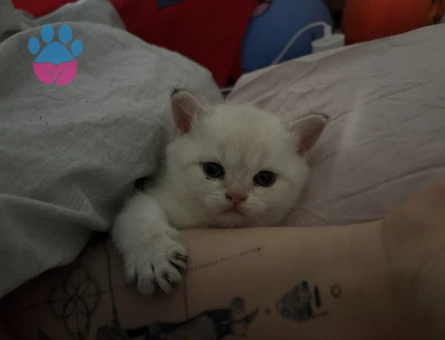 British shorthair yavrular