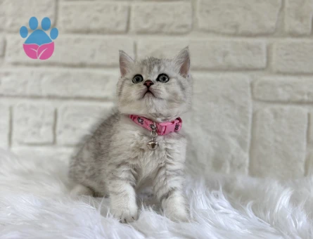 British Shorthair Tatlı Kızımız Silver Point